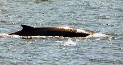 Tadoussac croisiere aux baleines rorqual Quebec 