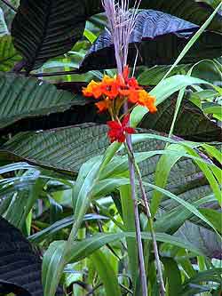 Costa Rica,Faune et flore du parc national du Volcan El Arenal