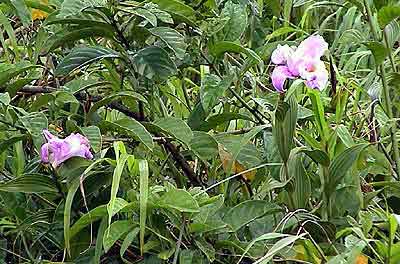 Costa Rica,Faune et flore du parc national du Volcan El Arenal 