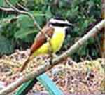 Costa Rica,Faune et flore du parc national du Volcan El Arenal