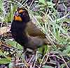 Costa Rica,faune et flore Le Volcan El Arenal