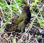 Costa Rica,Faune et flore du parc national du Volcan El Arenal