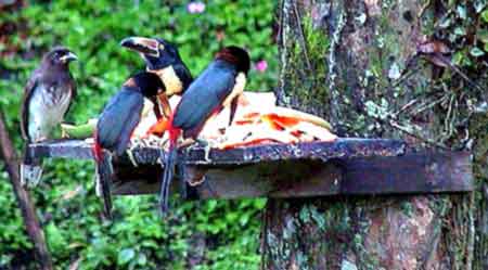 Costa Rica, Toucans