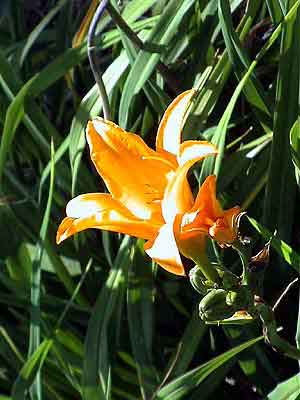 Costa Rica,fleur vallée centrale