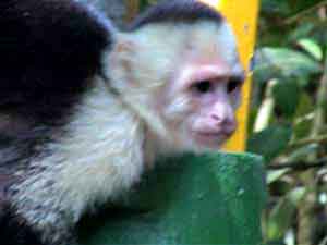 capucin parc national   Manuel Antonio Costa Rica