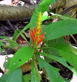 Costa Rica,, parc national   Manuel Antonio 