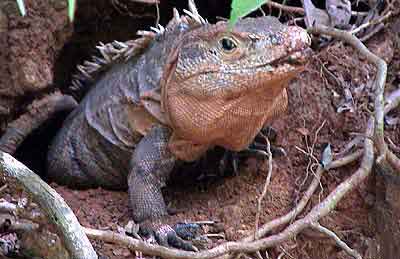 iguane parc national  
			   Manuel Antonio