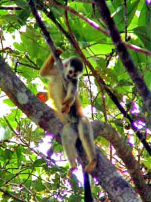 singe ecureuil parc national   Manuel Antonio Costa Rica