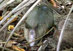  tatou parc national   Manuel Antonio Costa Rica