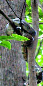 boa Costa Rica La mangrove 