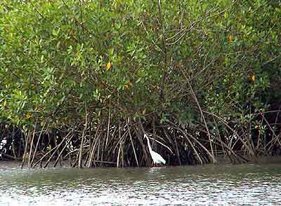 Costa Rica,  La mangrove 