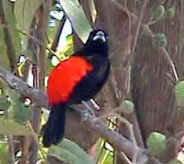 Costa Rica,  La mangrove 