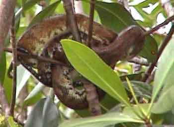 boa  La mangrove 