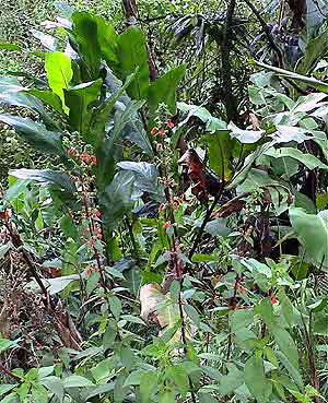 Costa Rica, La forêt plusviale de Monteverde 