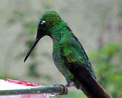 Costa Rica, colibris de la forêt nuageuse	de		 Monteverde 
