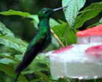 Costa Rica, colibris de la forêt nuageuse	de		 Monteverde 