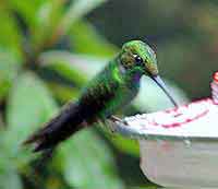 Costa Rica, colibris de la forêt nuageuse	de		 Monteverde 