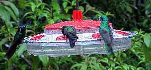 Costa Rica, colibris de la forêt nuageuse	de		 Monteverde 