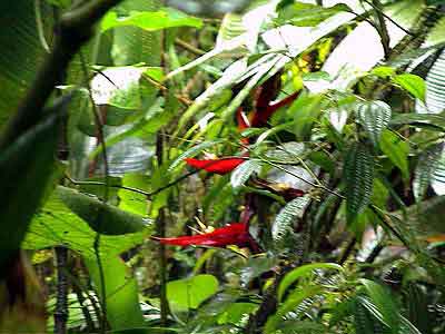 Costa Rica, forêt nuageuse	de		 Monteverde 