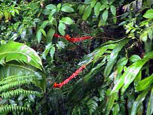 Costa Rica,forêt nuageuse	de		 Monteverde  