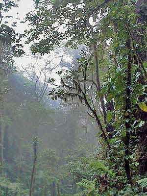 Costa Rica, La forêt plusviale de Monteverde 