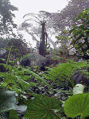 Costa Rica, La forêt plusviale de Monteverde 