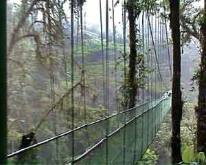 Costa Rica, La forêt plusviale de Monteverde 