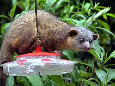 Costa Rica, olingos de la forêt nuageuse	de		 Monteverde 