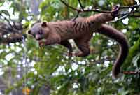 Costa Rica,  la forêt nuageuse	de		 Monteverde 