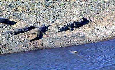 Costa Rica, crocodiles  parrita 