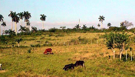 Cuba, vallée de Vinales 