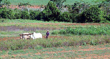 Cuba, vallée de Vinales 