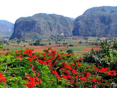 Cuba, Los jasmines 