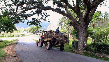 Cuba, vallée de Vinales 