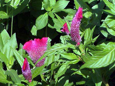 Cuba, Los jasmines fleurs 