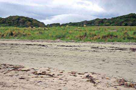 Highlands  Ecosse Calgary Bay sur l'ile de Mull