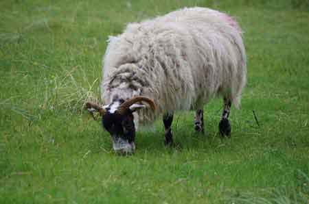 Highlands  Ecosse mouton blier Calgary Bay sur l'ile de Mull