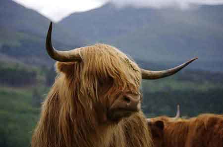 Ecosse : vache des Highlands