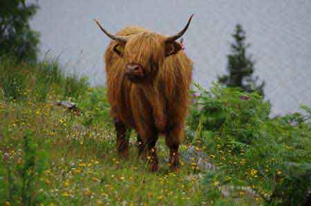 Ecosse : vache des Highlands