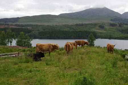 Ecosse : vachess des Highlands