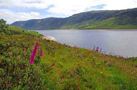 Ecosse : fleur digitale des Highlands