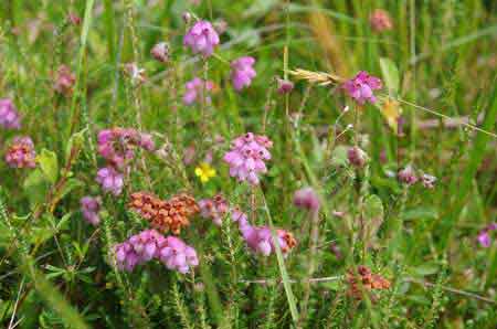 Ecosse : fleurs des Highlands