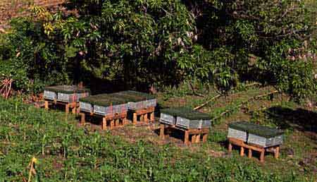 ruches dans les nausori Highlands Fidji