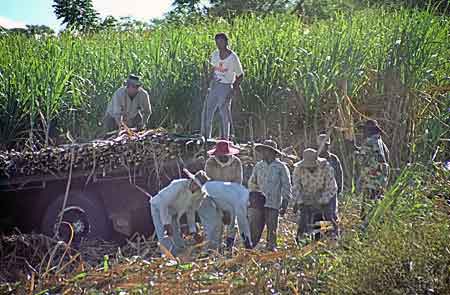 récolte de la canne à sucre Fidji