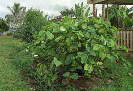 Kava plante Fidji