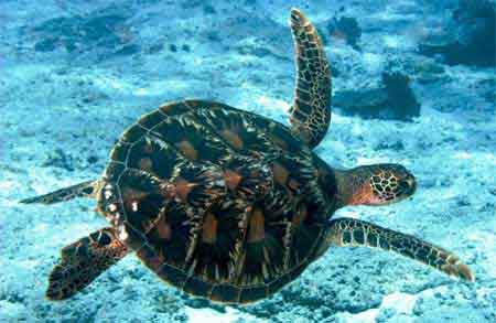 plongee aux Fidji tortue marine
