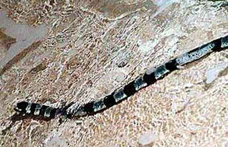 serpent corail Likuliku bay - Waya FIDJI