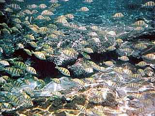 poissons Likuliku bay - Waya FIDJI