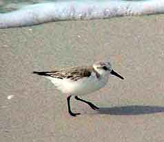 Cocoa beach Floride