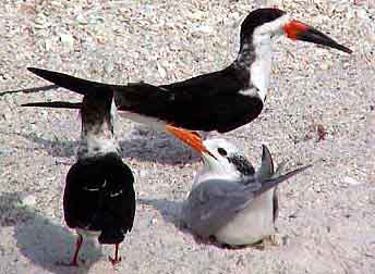 Marco Island Floride Everglades